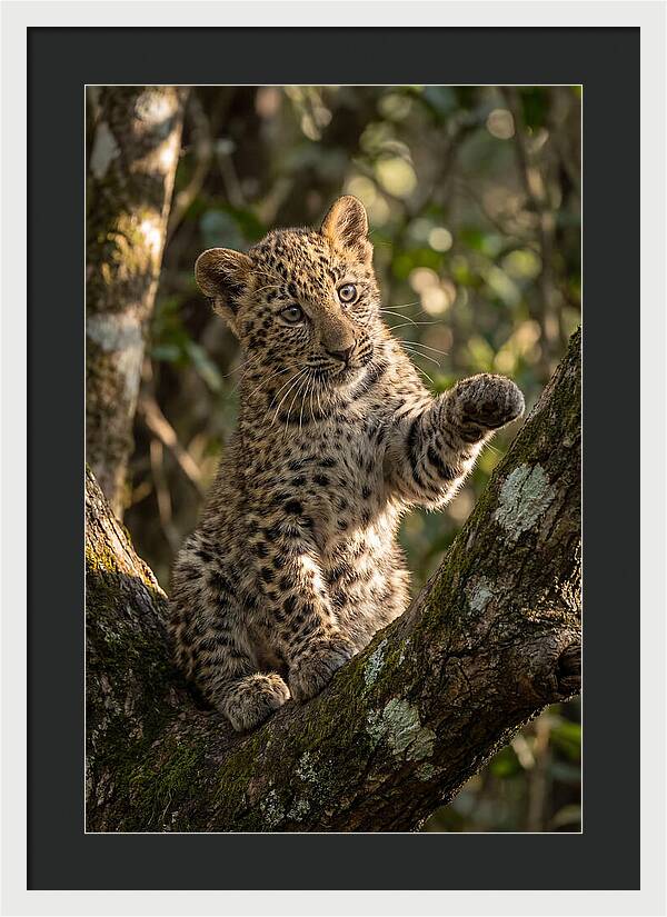 African Leopard Cub In Tree