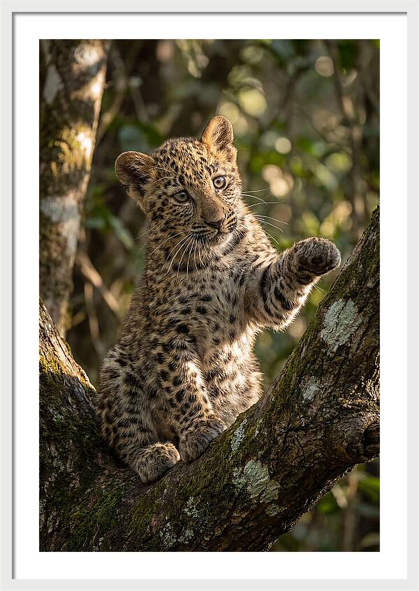 African Leopard Cub In Tree