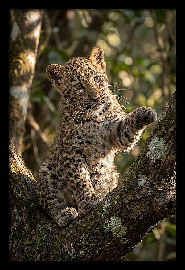 African Leopard Cub In Tree