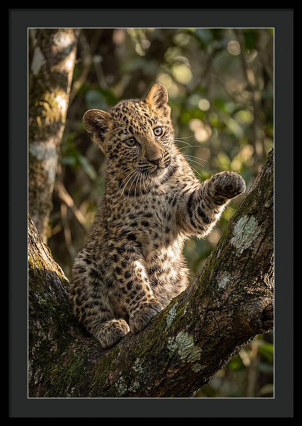 African Leopard Cub In Tree