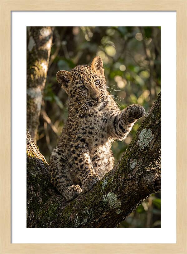 African Leopard Cub In Tree
