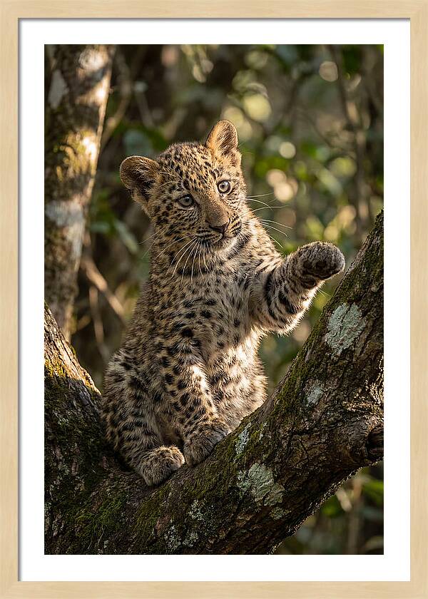 African Leopard Cub In Tree