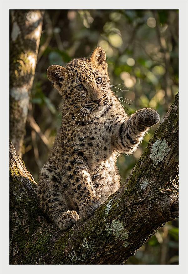 African Leopard Cub In Tree