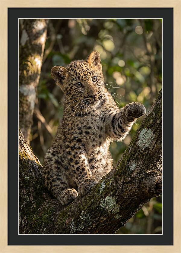 African Leopard Cub In Tree