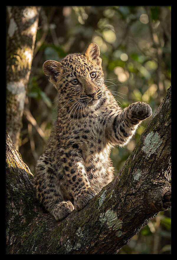 African Leopard Cub In Tree
