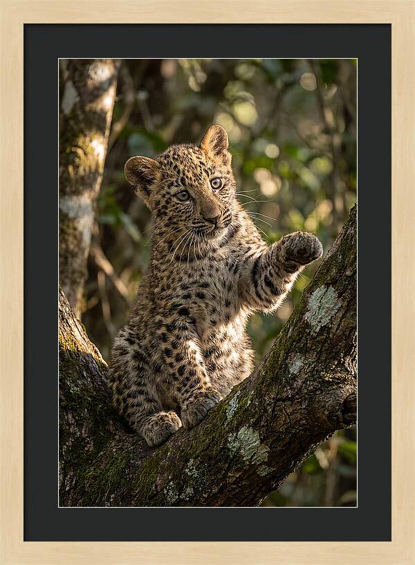 African Leopard Cub In Tree