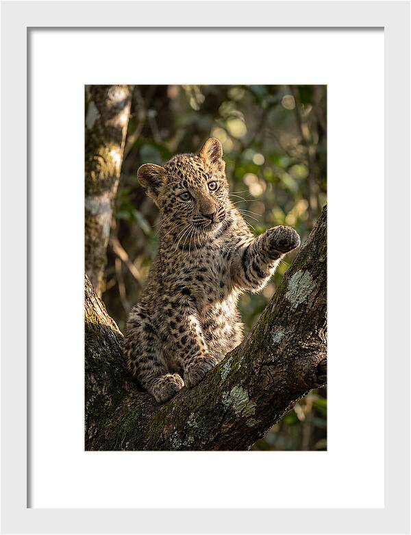 African Leopard Cub In Tree