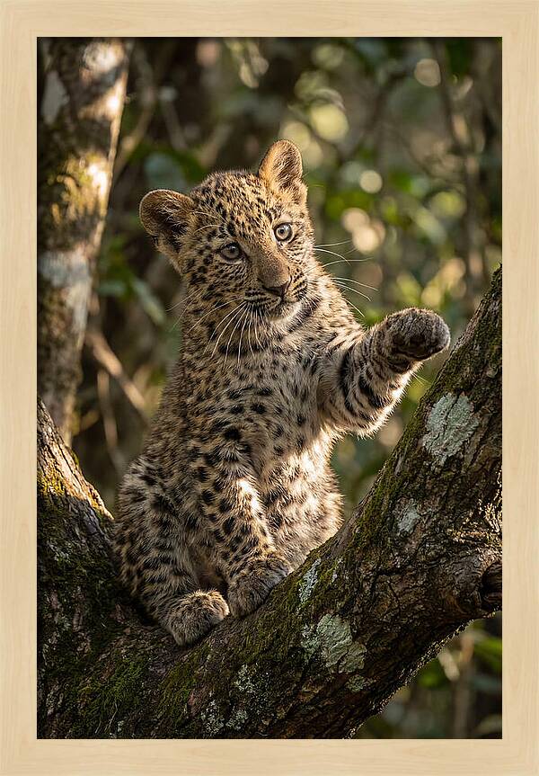African Leopard Cub In Tree