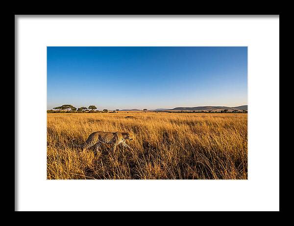 African Leopard Stalking Prey