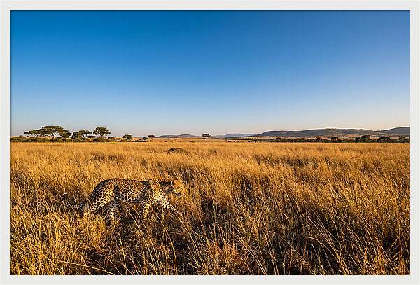 African Leopard Stalking Prey