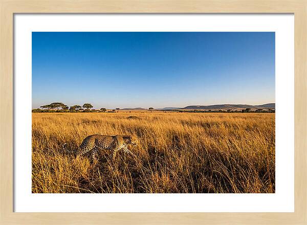 African Leopard Stalking Prey