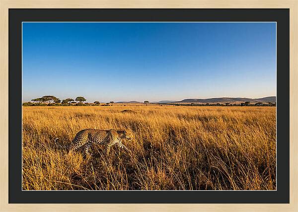African Leopard Stalking Prey