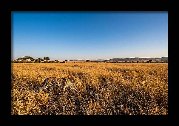African Leopard Stalking Prey