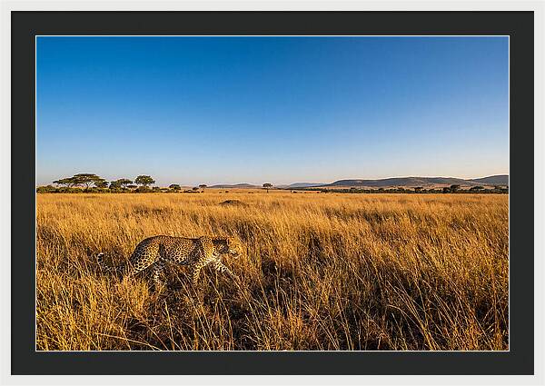 African Leopard Stalking Prey