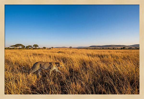 African Leopard Stalking Prey