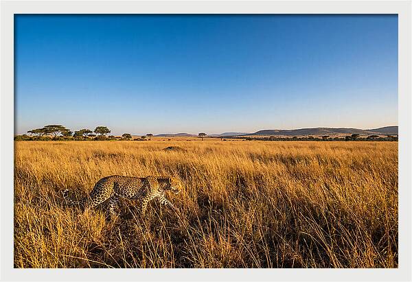 African Leopard Stalking Prey