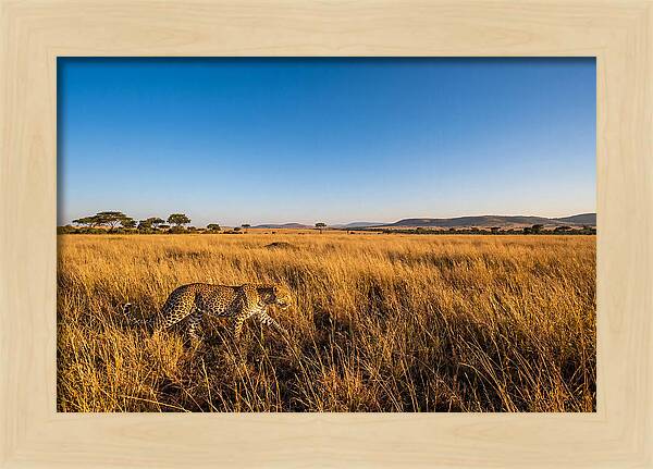 African Leopard Stalking Prey