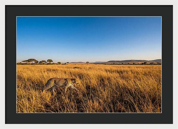 African Leopard Stalking Prey