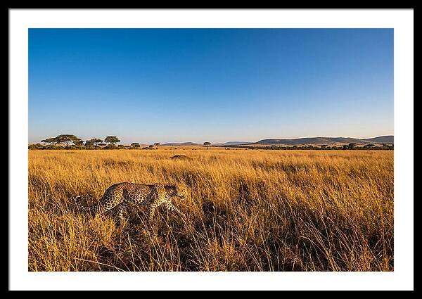 African Leopard Stalking Prey