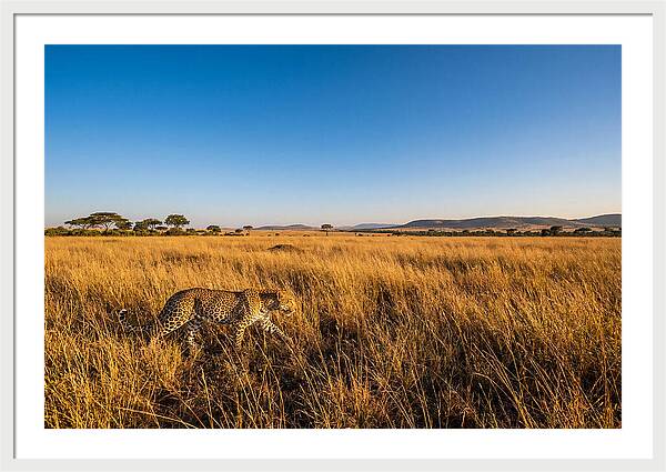 African Leopard Stalking Prey