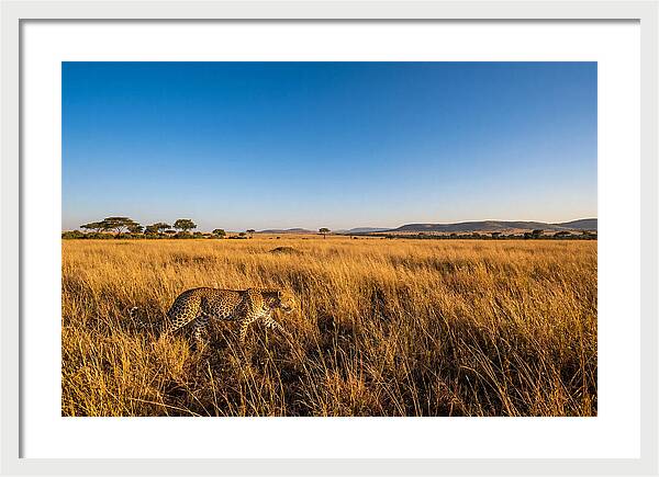 African Leopard Stalking Prey