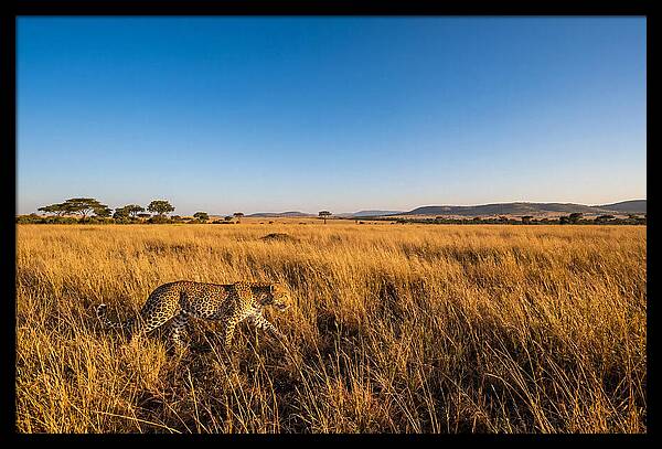 African Leopard Stalking Prey
