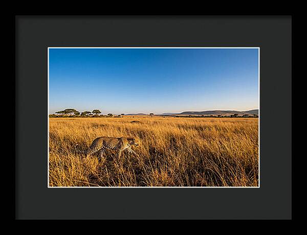African Leopard Stalking Prey