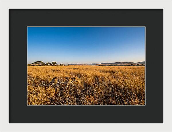 African Leopard Stalking Prey