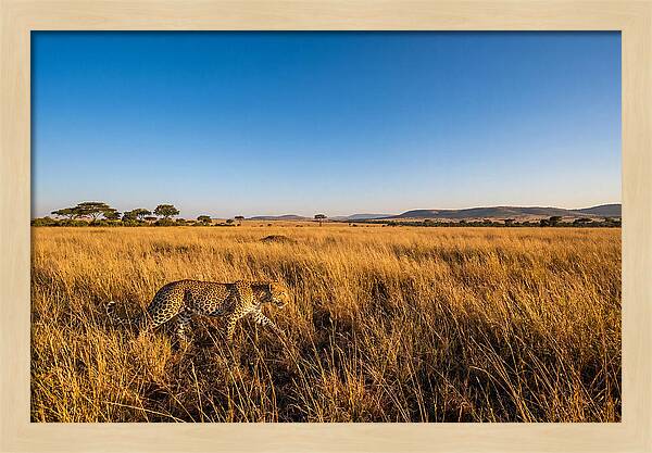 African Leopard Stalking Prey