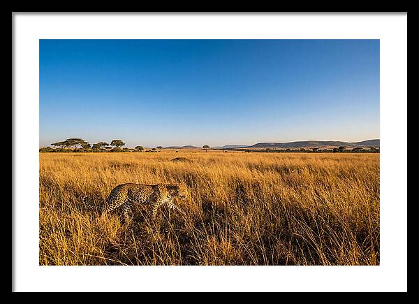 African Leopard Stalking Prey