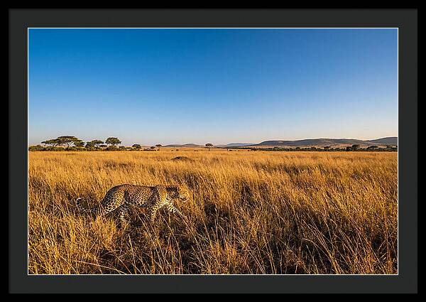 African Leopard Stalking Prey
