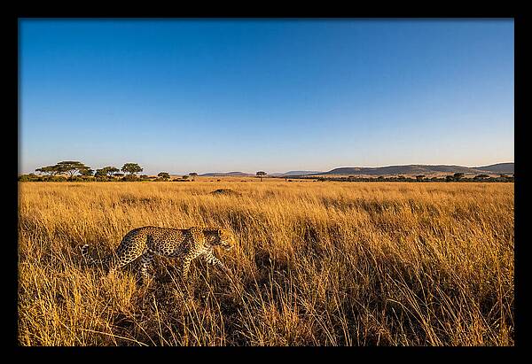 African Leopard Stalking Prey