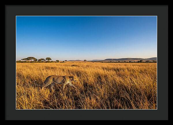 African Leopard Stalking Prey