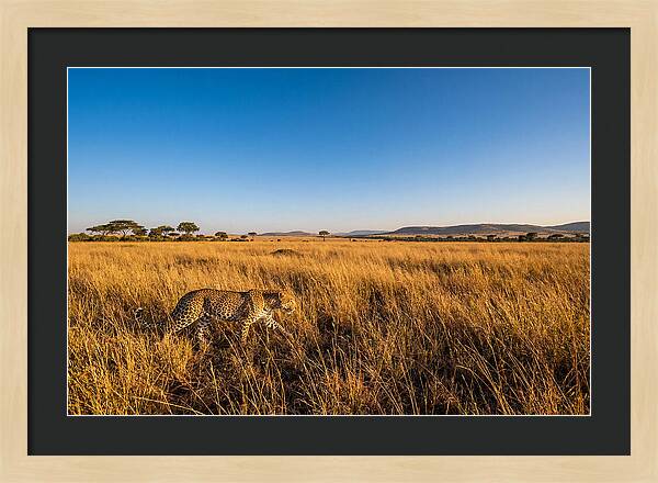 African Leopard Stalking Prey