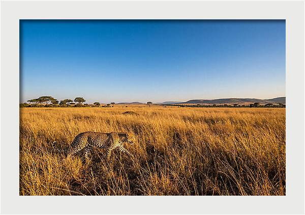 African Leopard Stalking Prey