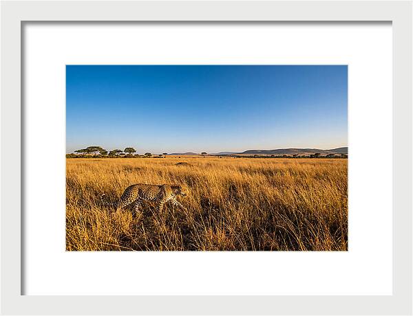 African Leopard Stalking Prey