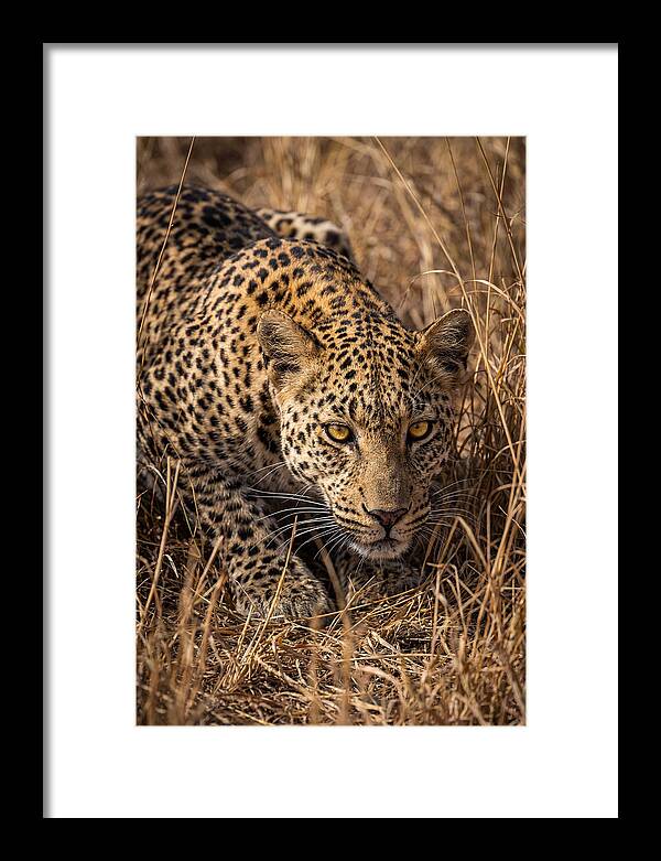 African Leopard Stalking Through Grass