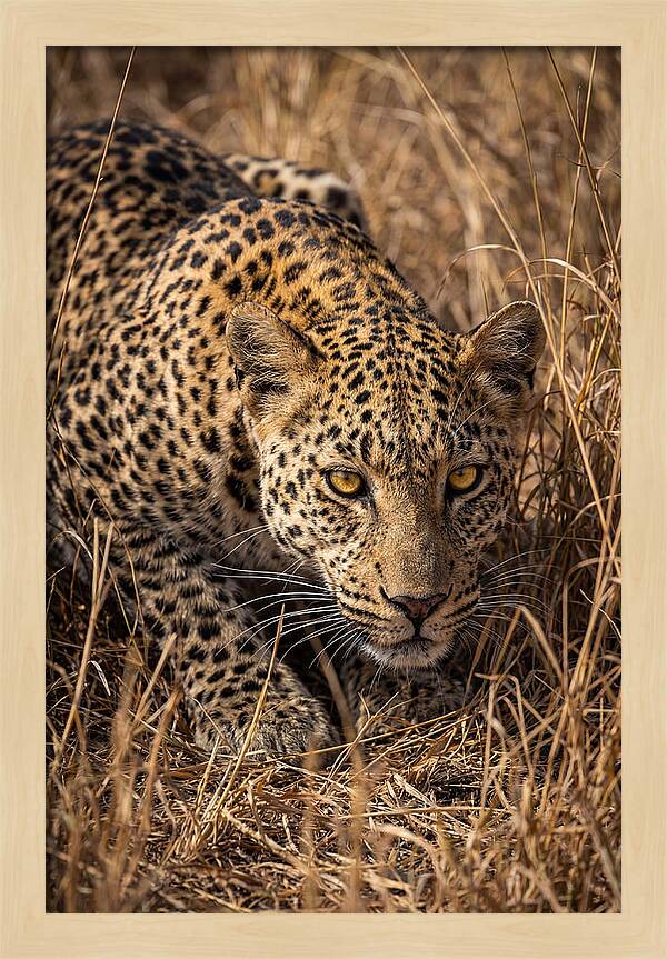 African Leopard Stalking Through Grass