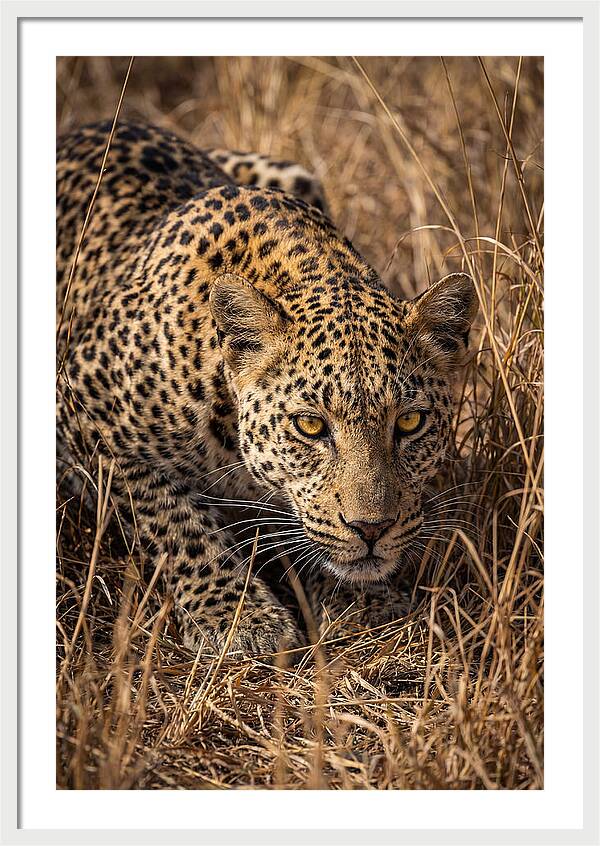 African Leopard Stalking Through Grass