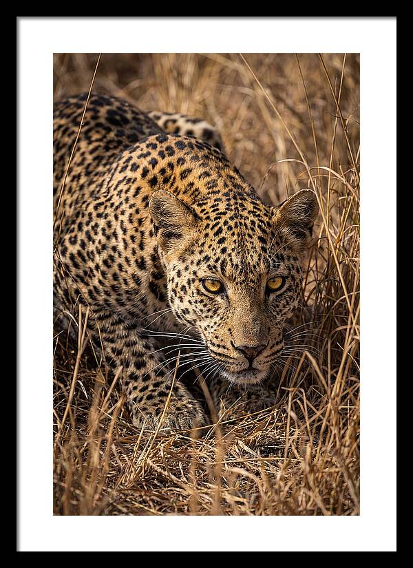 African Leopard Stalking Through Grass