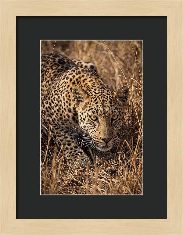 African Leopard Stalking Through Grass