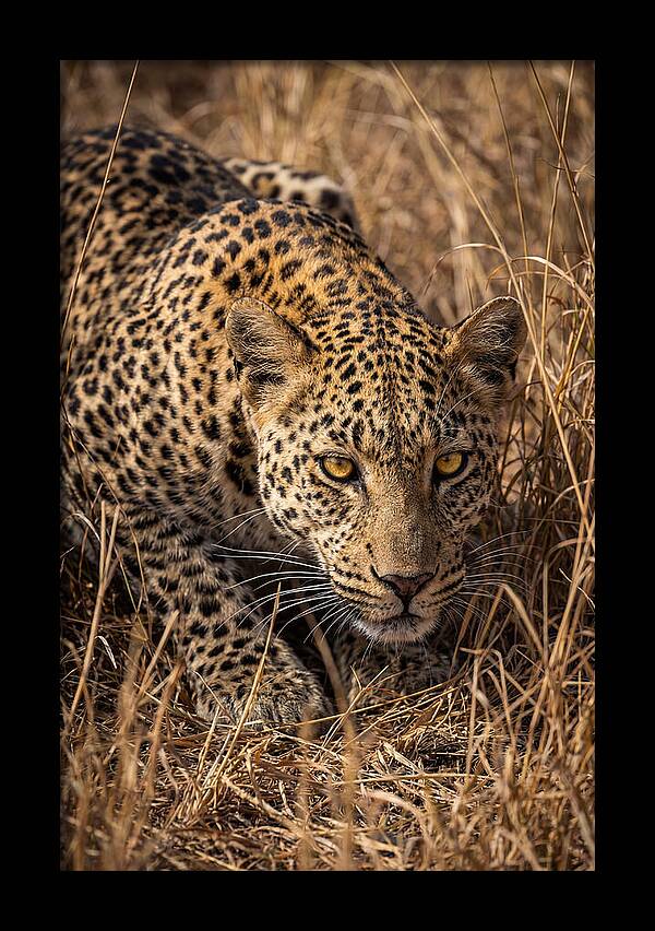 African Leopard Stalking Through Grass