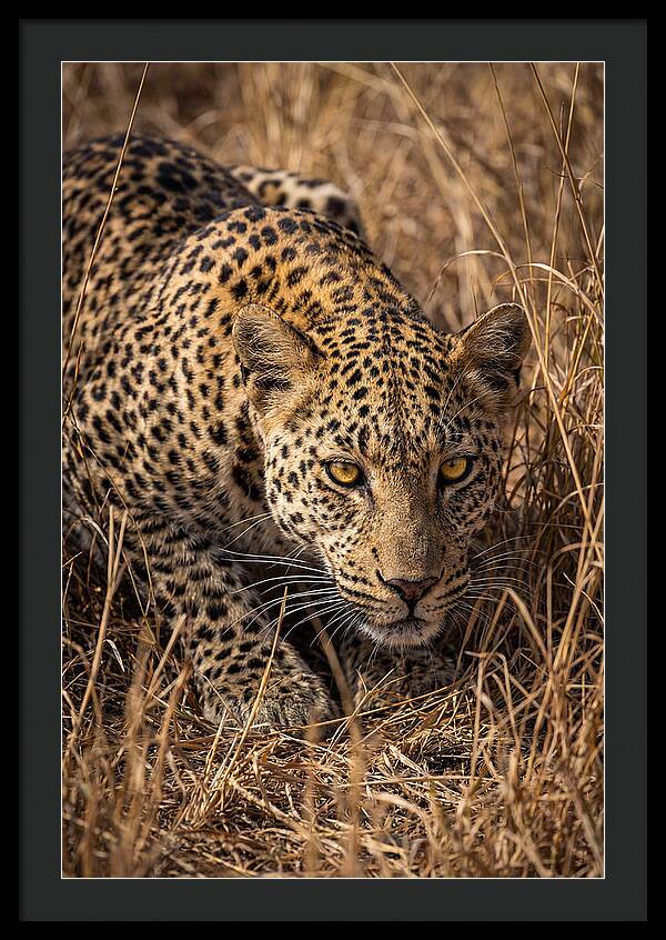 African Leopard Stalking Through Grass