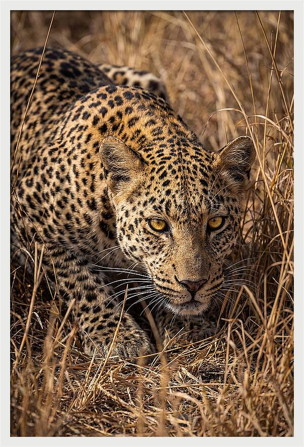 African Leopard Stalking Through Grass