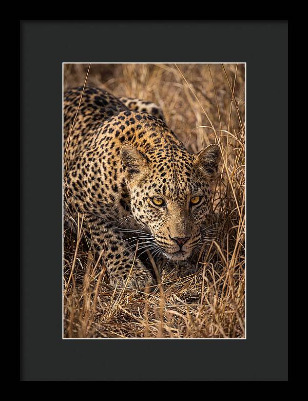 African Leopard Stalking Through Grass