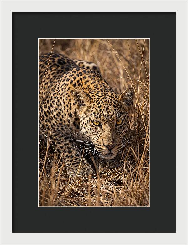 African Leopard Stalking Through Grass