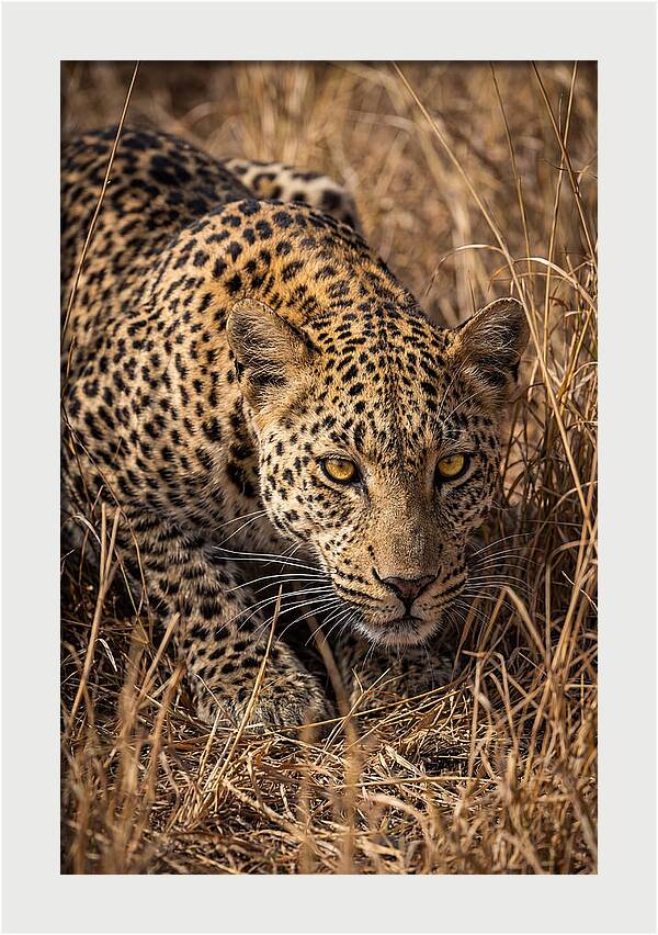 African Leopard Stalking Through Grass