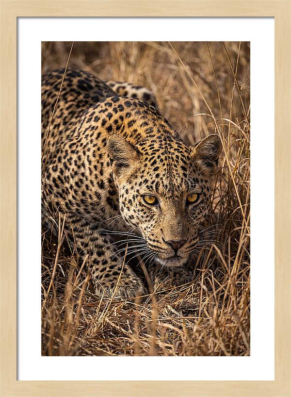 African Leopard Stalking Through Grass