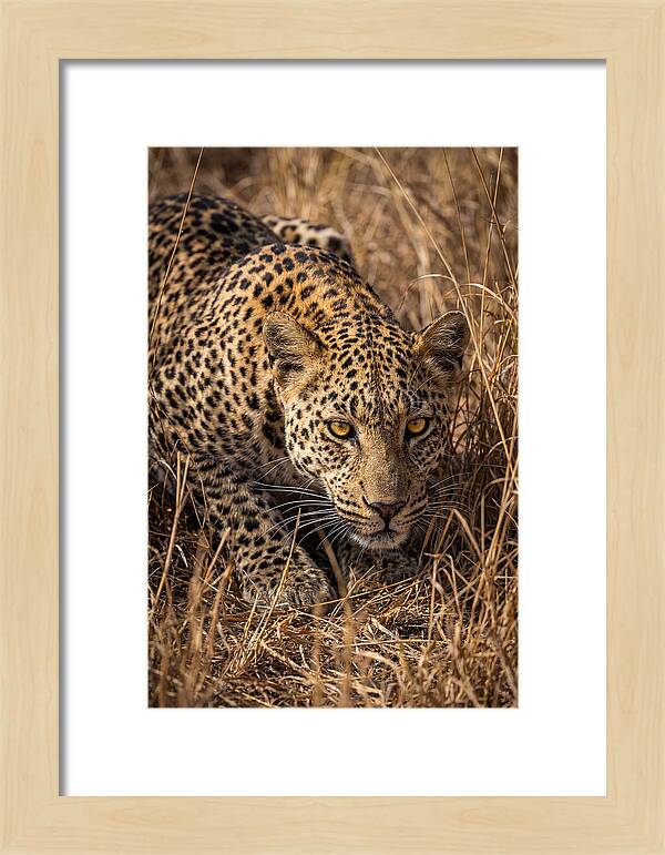 African Leopard Stalking Through Grass
