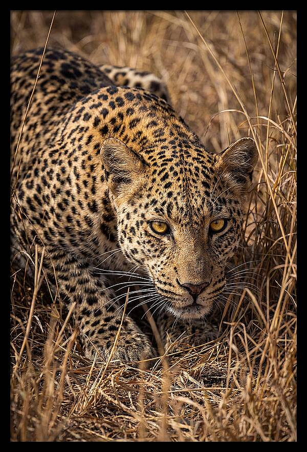 African Leopard Stalking Through Grass